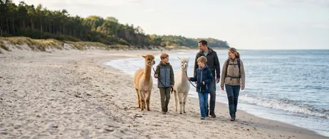 Alpaca hikes near Warnemünde: all the way to the beach
