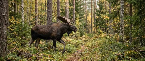 Elch-Safari in finnischen Wäldern: ein besonderes Highlight Elch-Safari in finnischen Wäldern: ein besonderes Highlight