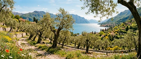 Wein- & Olivenregionen am Gardasee entdecken