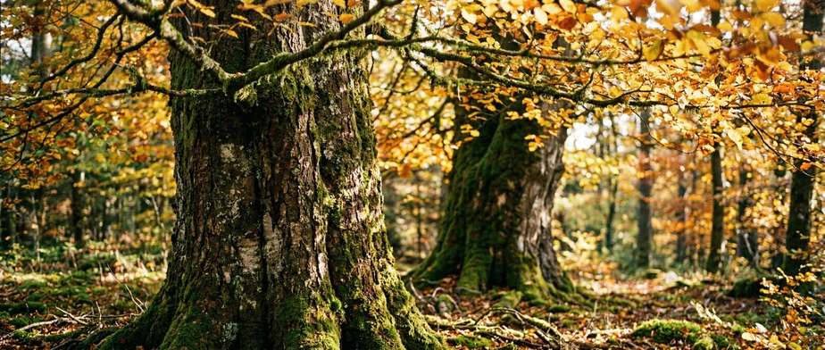 Autumn Holidays in the Black Forest: Colours and Relaxation