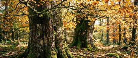 Autumn Holidays in the Black Forest: Colours and Relaxation