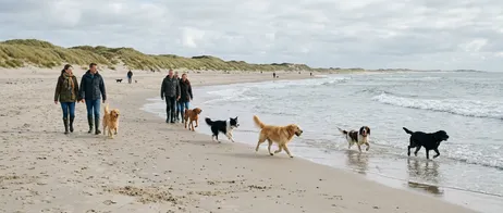 The 7 Most Beautiful Dog-Friendly Beaches in Denmark
