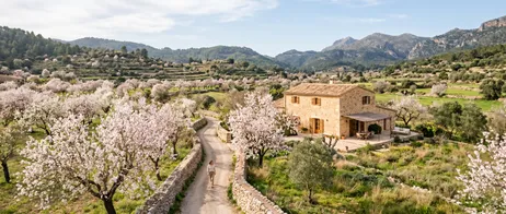 Almond Blossom in Mallorca: A Sea of Pink and White