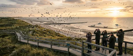 Vogelbeobachtung und Meeresfauna: Biodiversität rund um Sylt
