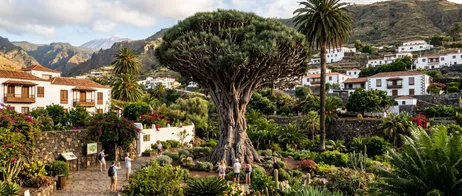Experience the Drago Milenario on Tenerife