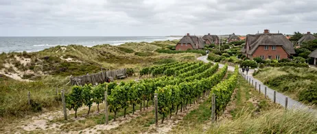 Keitum on Sylt: Experience Germany’s Northernmost Wine Region Keitum on Sylt: Experience Germany’s Northernmost Wine Region