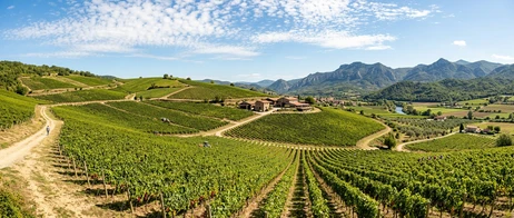 Grape Varieties on Mosel, Saar & Ruwer: Riesling and More