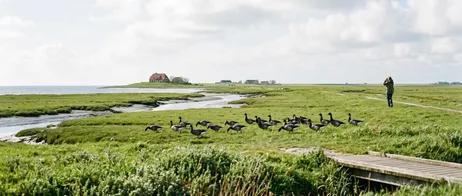 Oplev Ringgåsedagene i biosfæren Halligerne